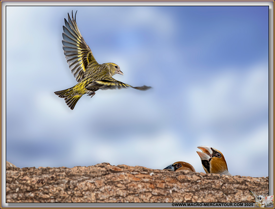 Tarin des Aulnes et Gros bec